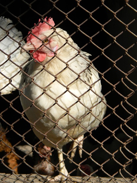 塞尔吉尼奥 塞尔吉尼奥